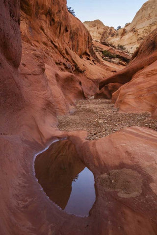 UT, Capitol Reef Lower Muley Twist Canyon pools White Modern Wood Framed Art Print with Double Matting by Illg, Cathy and Gordon