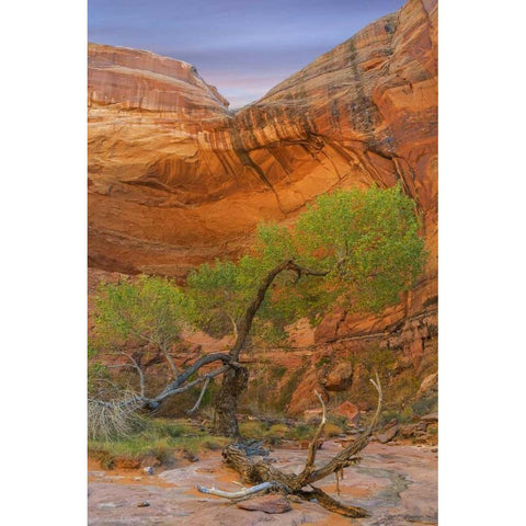 Utah, Glen Canyon Cottonwood tree in Pool Canyon Black Modern Wood Framed Art Print by Paulson, Don