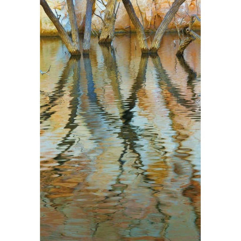 UT, Glen Canyon Cottonwood trees in Canyon water Black Modern Wood Framed Art Print by Paulson, Don