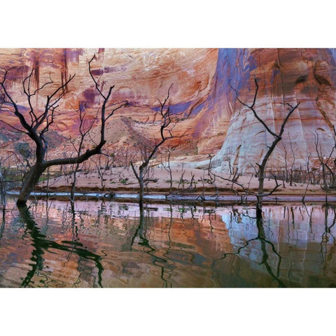UT, Glen Canyon Drought reveals dead trees Black Modern Wood Framed Art Print with Double Matting by Paulson, Don
