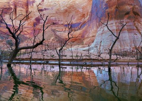 UT, Glen Canyon Drought reveals dead trees Black Ornate Wood Framed Art Print with Double Matting by Paulson, Don