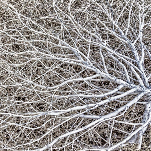 Utah, Glen Canyon NRA Close-up of tumble weed Black Ornate Wood Framed Art Print with Double Matting by Paulson, Don