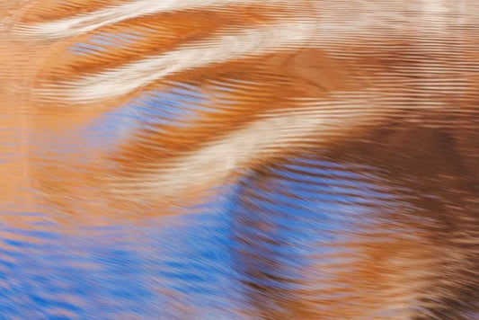Image Only