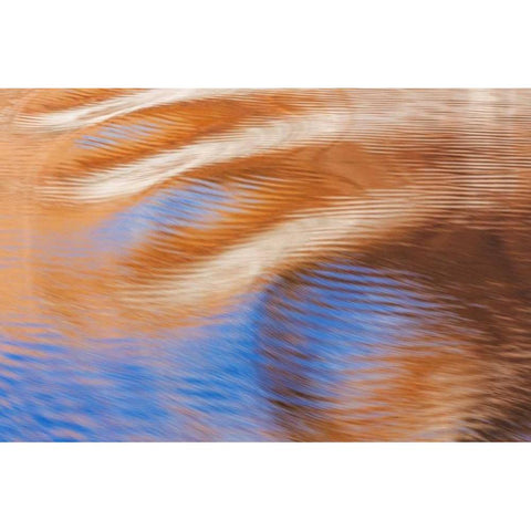 Utah, Glen Canyon Reflection in Lake Powell Black Modern Wood Framed Art Print by Paulson, Don