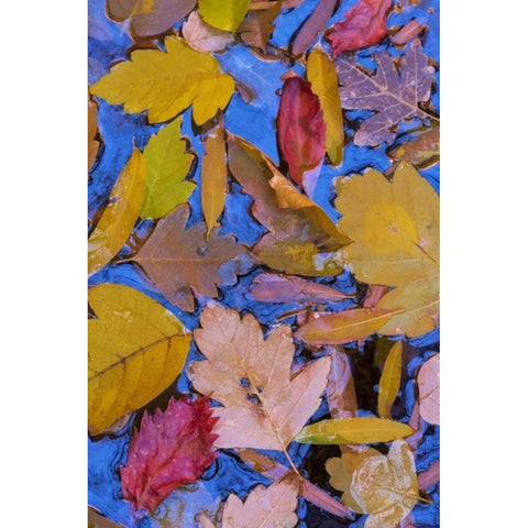 Utah, Glen Canyon Fall leaves floating on a pond Black Modern Wood Framed Art Print by Paulson, Don