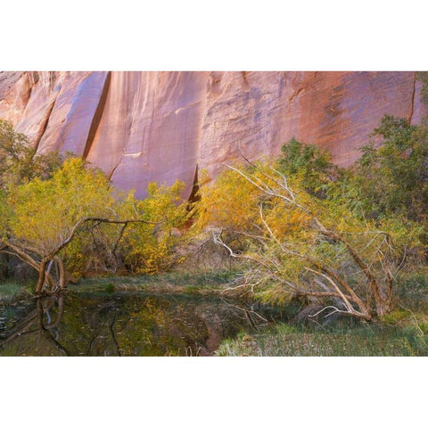 Utah, Glen Canyon NRA An oasis in Forest Cove Gold Ornate Wood Framed Art Print with Double Matting by Paulson, Don