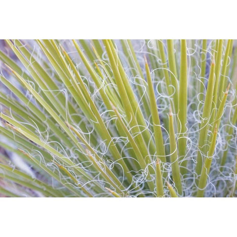 Utah, Glen Canyon NRA Close-up of a yucca plant Black Modern Wood Framed Art Print with Double Matting by Paulson, Don