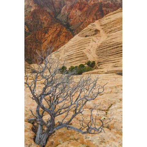 Utah Landscape in Dixie National Forest Black Modern Wood Framed Art Print by Paulson, Don