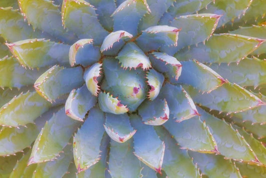 Image Only