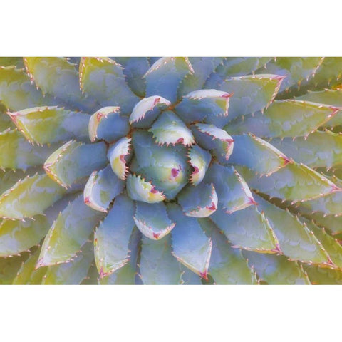 Utah, Dixie National Forest Yucca plant Black Modern Wood Framed Art Print by Paulson, Don