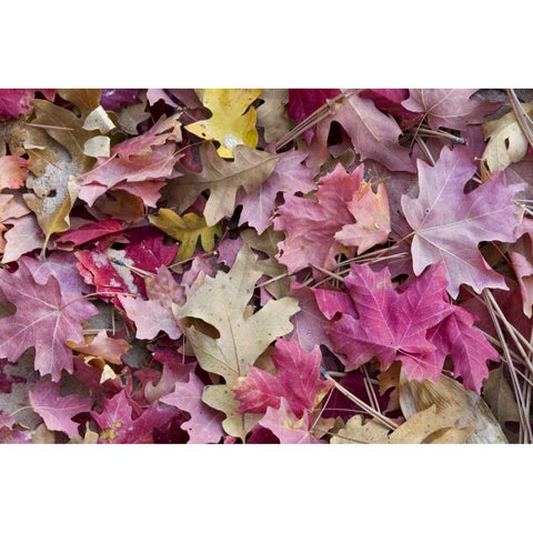 Utah, Zion NP Red maple and oak leaves Black Modern Wood Framed Art Print by Bush, Marie