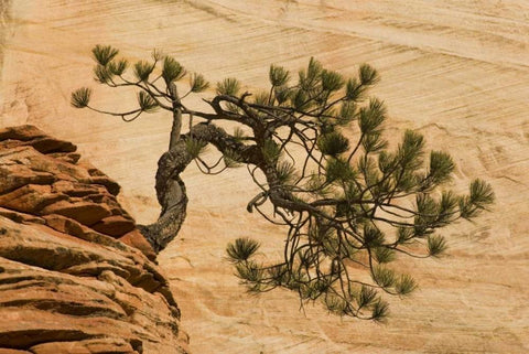 Utah, Zion NP Pine tree growing out of red rocks White Modern Wood Framed Art Print with Double Matting by Bush, Marie