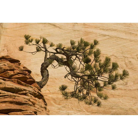 Utah, Zion NP Pine tree growing out of red rocks Black Modern Wood Framed Art Print by Bush, Marie