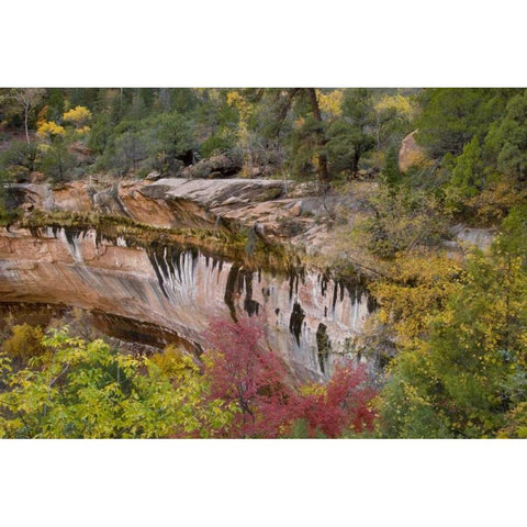 USA, Utah, Zion NP Emerald Pool Trail scenic Black Modern Wood Framed Art Print by Bush, Marie