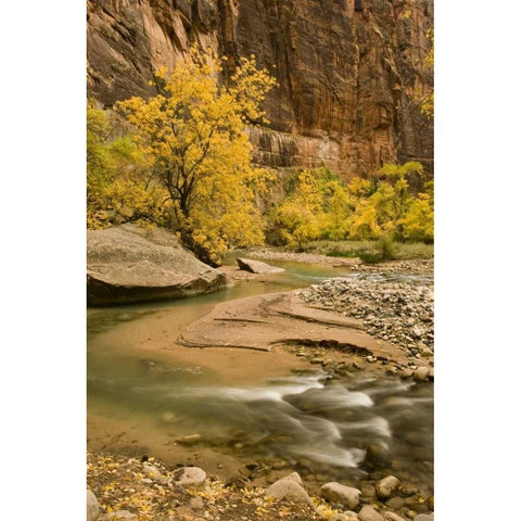 USA, Utah, Zion NP Virgin River autumn scenic Black Modern Wood Framed Art Print by Bush, Marie