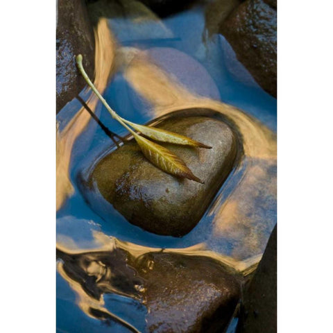 USA, Utah, Zion NP Leaf on rock in water Gold Ornate Wood Framed Art Print with Double Matting by Rotenberg, Nancy