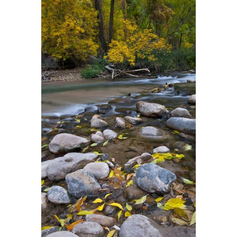 Utah, Zion NP The Narrows with fallen leaves Gold Ornate Wood Framed Art Print with Double Matting by Rotenberg, Nancy