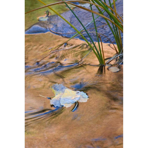Utah, Zion NP Cottonwood leaves in Pine Creek White Modern Wood Framed Art Print by Rotenberg, Nancy