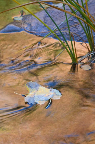 Utah, Zion NP Cottonwood leaves in Pine Creek White Modern Wood Framed Art Print with Double Matting by Rotenberg, Nancy