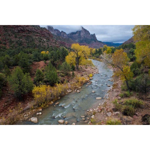 Utah, Zion NP Virgin River and cottonwood trees Black Modern Wood Framed Art Print with Double Matting by Rotenberg, Nancy
