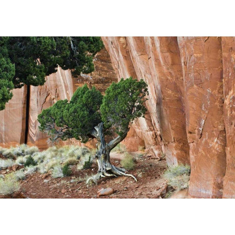 UT, Monument Valley Juniper tree in canyon White Modern Wood Framed Art Print by Rotenberg, Nancy