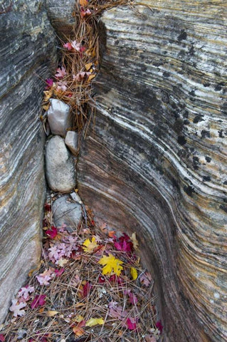 UT, Zion NP Canyon crevice with fallen leaves Black Ornate Wood Framed Art Print with Double Matting by Rotenberg, Nancy