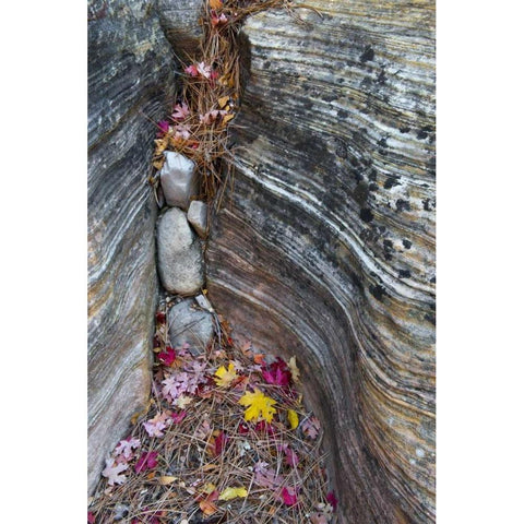 UT, Zion NP Canyon crevice with fallen leaves White Modern Wood Framed Art Print by Rotenberg, Nancy