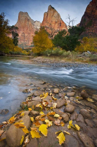 UT, Zion NP The Sentinel and the Virgin River Black Ornate Wood Framed Art Print with Double Matting by Rotenberg, Nancy