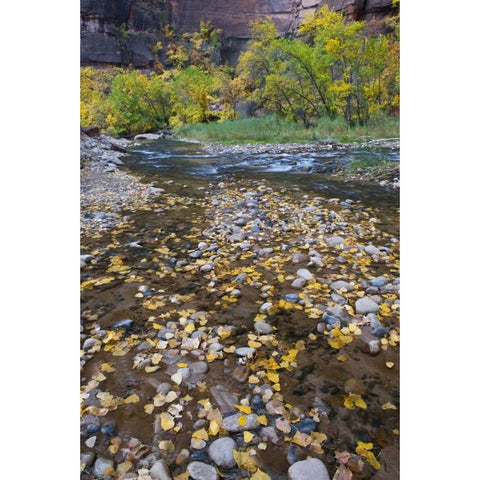 USA, Utah, Zion NP Fallen Leaves in The Narrows White Modern Wood Framed Art Print by Rotenberg, Nancy