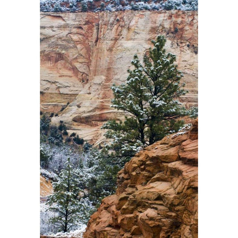 USA, Utah, Zion NP Winter scenic White Modern Wood Framed Art Print by Rotenberg, Nancy