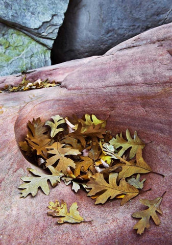 Utah, Zion NP Gambel oak leaves on red rock White Modern Wood Framed Art Print with Double Matting by Rotenberg, Nancy
