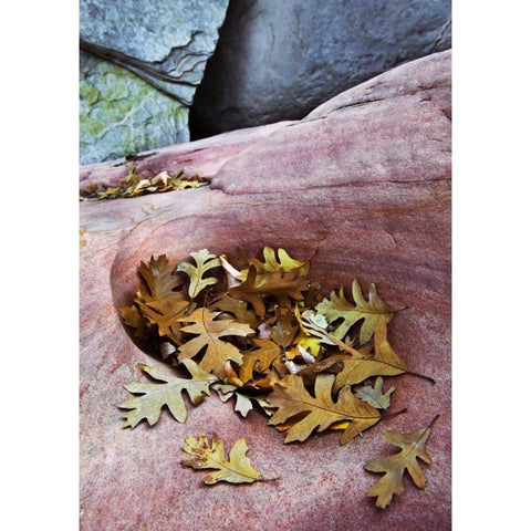 Utah, Zion NP Gambel oak leaves on red rock Gold Ornate Wood Framed Art Print with Double Matting by Rotenberg, Nancy