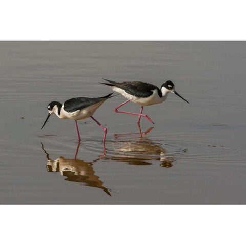 Utah, Bear River NWR Black-necked stilts feeding Black Modern Wood Framed Art Print by Illg, Cathy and Gordon