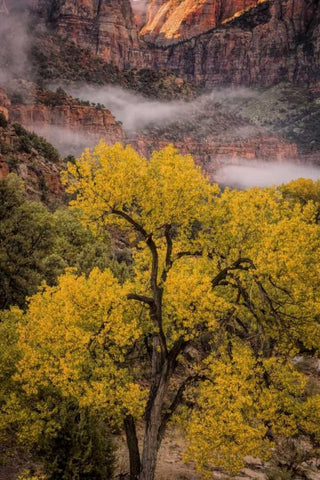 USA, Utah, Zion NP Foggy autumn landscape Black Ornate Wood Framed Art Print with Double Matting by OBrien, Jay