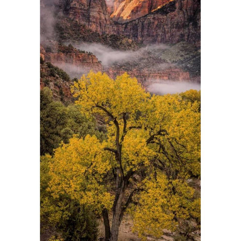 USA, Utah, Zion NP Foggy autumn landscape White Modern Wood Framed Art Print by OBrien, Jay