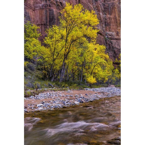 USA, Utah, Zion NP Stream in autumn scenic Black Modern Wood Framed Art Print by OBrien, Jay