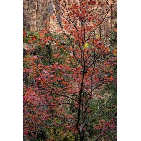USA, Utah, Zion NP Autumn scenic Black Modern Wood Framed Art Print by OBrien, Jay