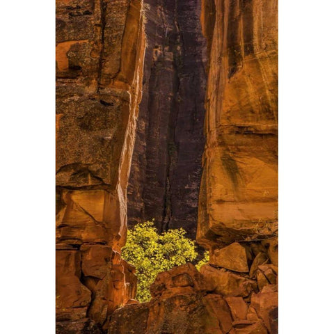 USA, Utah, Zion NP Tree and cliff Gold Ornate Wood Framed Art Print with Double Matting by OBrien, Jay