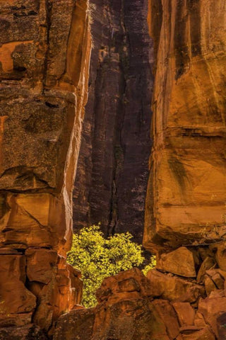 USA, Utah, Zion NP Tree and cliff Black Ornate Wood Framed Art Print with Double Matting by OBrien, Jay