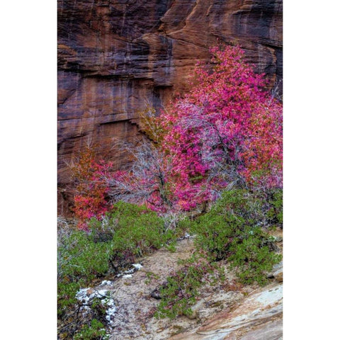 USA, Utah, Zion NP Cliff and autumn scenic Black Modern Wood Framed Art Print by OBrien, Jay