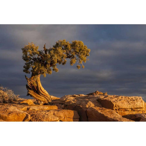 Utah, Dead Horse Point Sunrise on juniper tree Black Modern Wood Framed Art Print by Illg, Cathy and Gordon