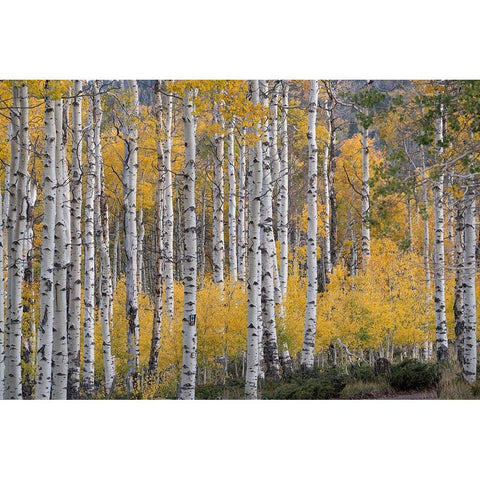 USA-Utah-Ashley National Forest Aspen forest in autumn Black Modern Wood Framed Art Print by Jaynes Gallery