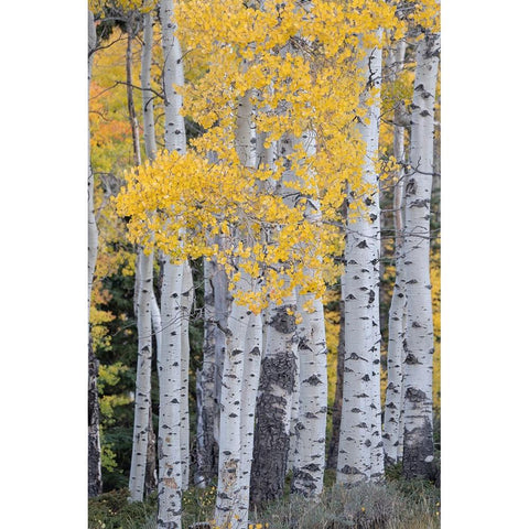 USA-Utah-Ashley National Forest Aspen forest in autumn Black Modern Wood Framed Art Print with Double Matting by Jaynes Gallery