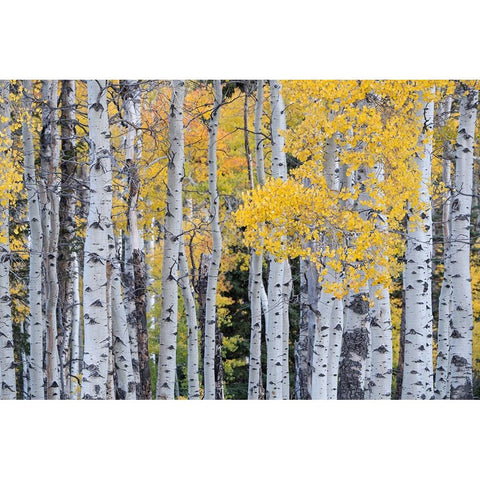 USA-Utah-Ashley National Forest Aspen forest in autumn Black Modern Wood Framed Art Print by Jaynes Gallery