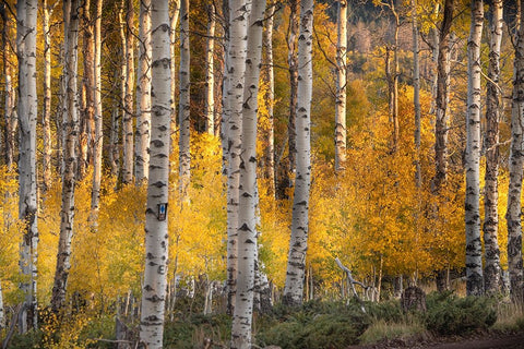 USA-Utah-Ashley National Forest Aspen forest in autumn Black Ornate Wood Framed Art Print with Double Matting by Jaynes Gallery