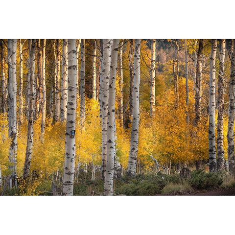 USA-Utah-Ashley National Forest Aspen forest in autumn Black Modern Wood Framed Art Print by Jaynes Gallery
