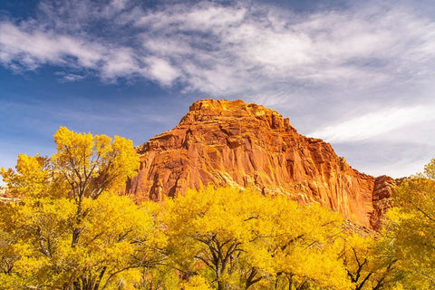 USA- Utah- Capitol Reef National Park. Red rock formation and fall cottonwood trees. Black Ornate Wood Framed Art Print with Double Matting by Jaynes Gallery