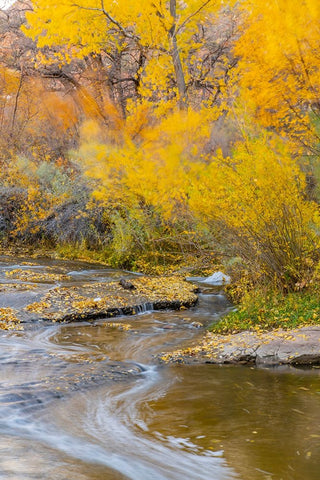 USA- Utah- Calf Creek Recreation Area in autumn. Black Ornate Wood Framed Art Print with Double Matting by Jaynes Gallery