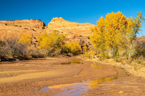 USA- Utah- Grand Staircase Escalante National Monument. Harris Wash and cottonwood trees in fall. Black Ornate Wood Framed Art Print with Double Matting by Jaynes Gallery