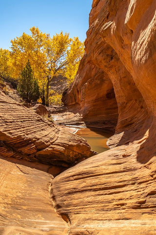 USA- Utah- Grand Staircase Escalante National Monument. Harris Wash and cottonwood tree in fall. Black Ornate Wood Framed Art Print with Double Matting by Jaynes Gallery